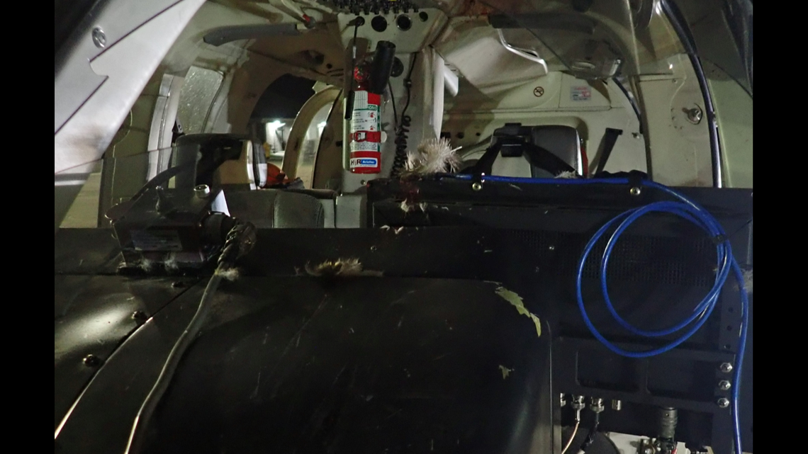 Bird feathers can be seen strewn across the cockpit.