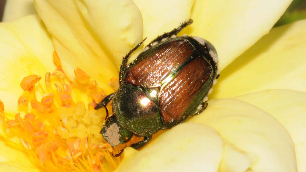 nsects such as grubs and the dreaded Japanese beetle overwinter in the soil.