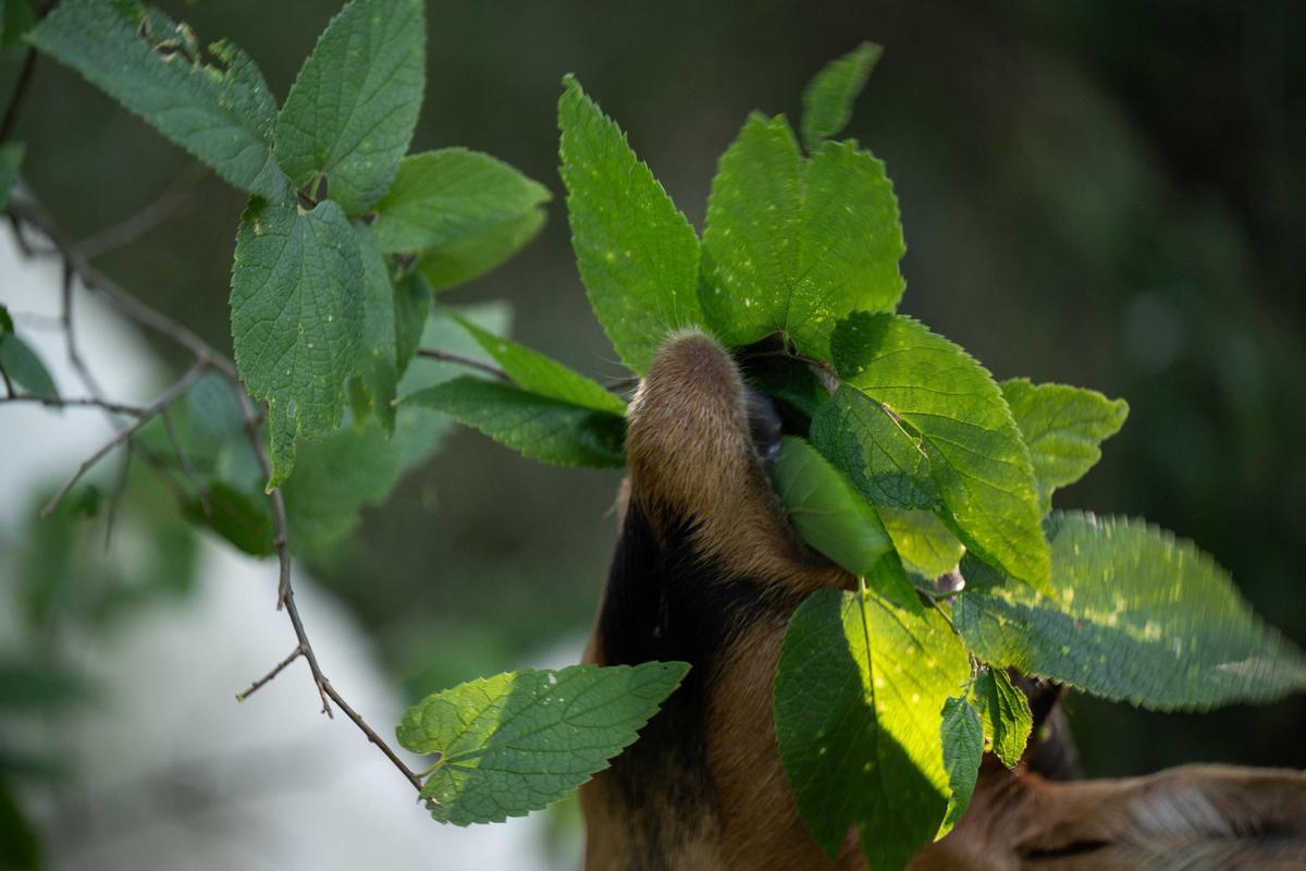 One of Kelly’s goats chomps away at leaves at a residence where the goats were employed to clear out unwanted vegetation. Goats on the Go is a nationwide businesses with franchises like Kelly’s Goat on the Go Joco.