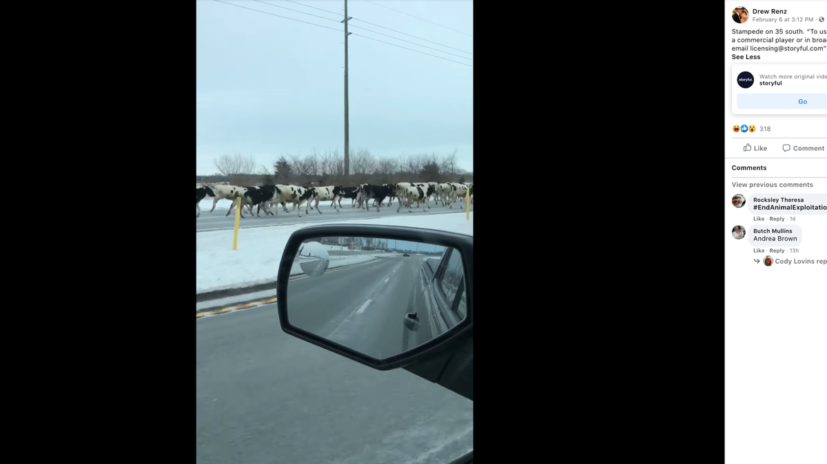Video shows a herd of cows stampeding down an Indiana highway after escaping from a nearby farm, police say.
