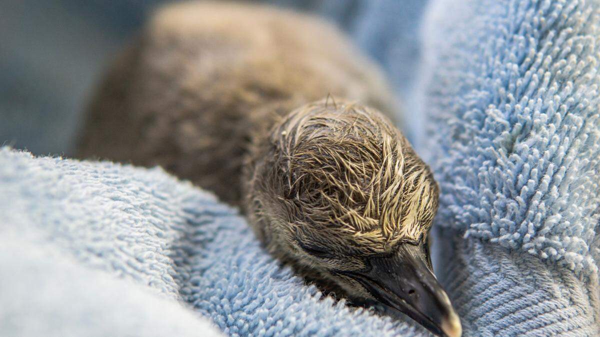 A baby Humboldt penguin hatched at a zoo in Lincoln, Nebraska.