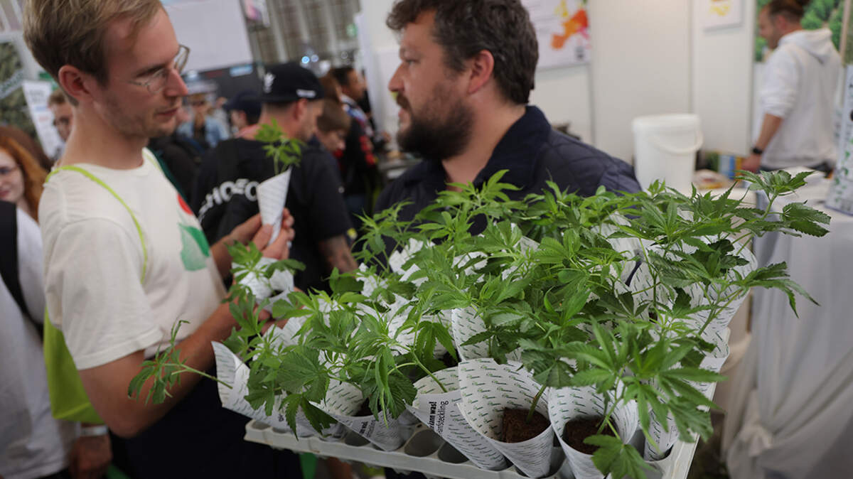 The legalized marijuana industry pushes to eliminate hemp as a competing market, and state governments are its chosen tools.