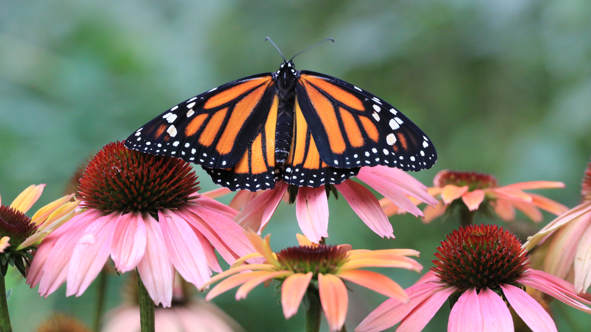 The purple coneflower can be part of a “rain garden.” These are planted explicitly to absorb excess puddling water during rainy times and withstand periods of drought during dry spells.