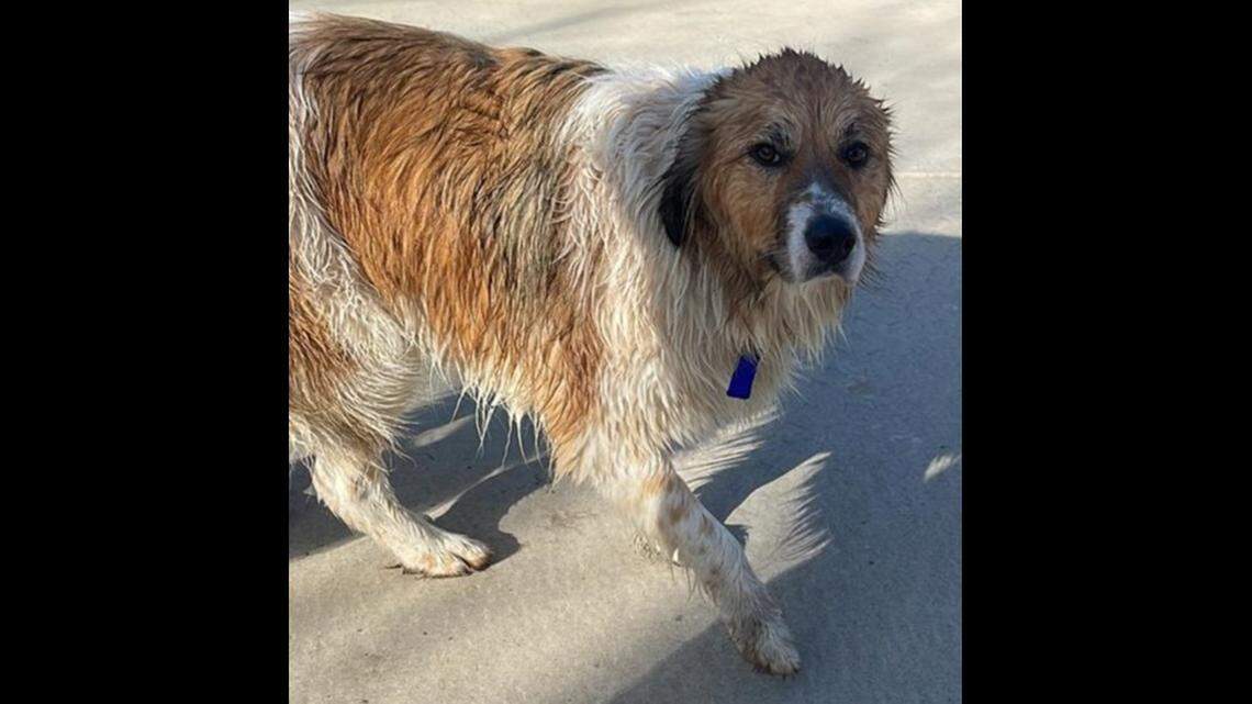 The dog, named “Bo,” after being brought to safety.