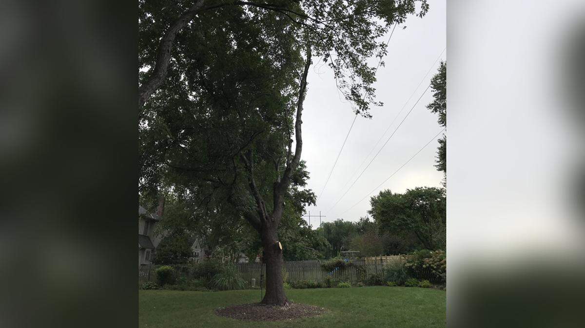 Bill Flohrs of Overland Park says an Evergy contractor told him to “f--- off” when he complained his tree was being seriously overtrimmed. Months later, the Kansas Corporation Commission dismissed his complaint.