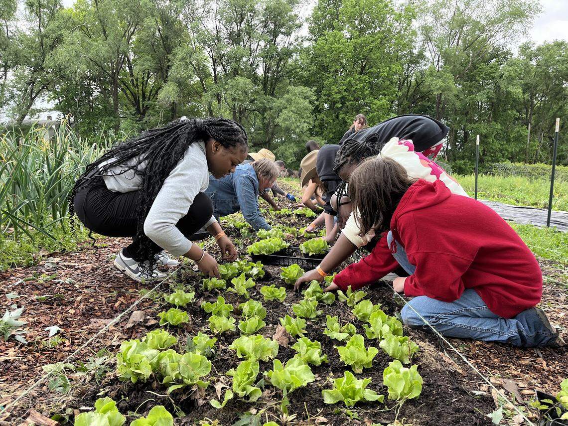 A group of Turner Middle School students work with staff planting lettuce at KC Farm School in Kansas City, Kansas.