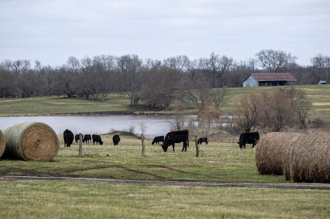Cattle roam a open field near an pond along Renner Road on Saturday, March 7, 2026, in Spring Hill, Kansas.