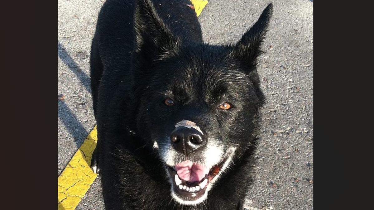 Molly the dog passed away in 2015.