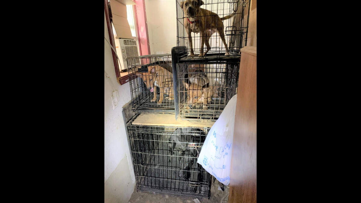 Nine dogs, 10 cats including five kittens, five chickens, a sugar glider and a gerbil were rescued Thursday by a Humane Society of Missouri animal cruelty task force from a home in Lathrop, Missouri.
