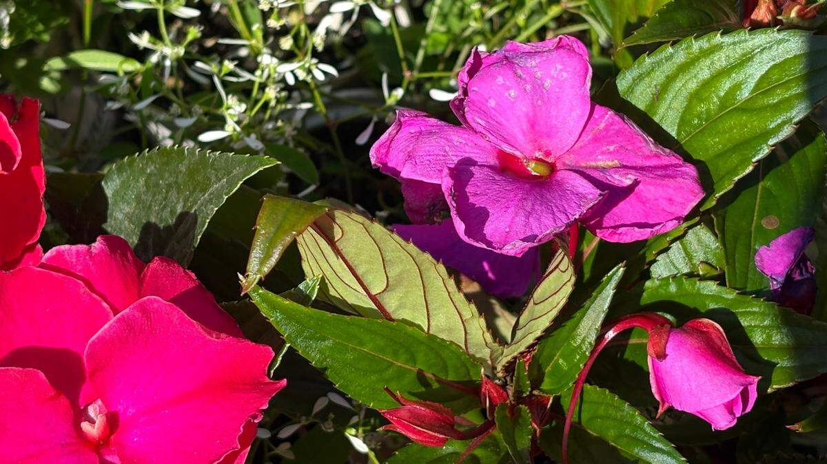 Sherry Kuehl might have found a tip for having an “effortlessly elegant” garden from a woman she spotted at a garden center.