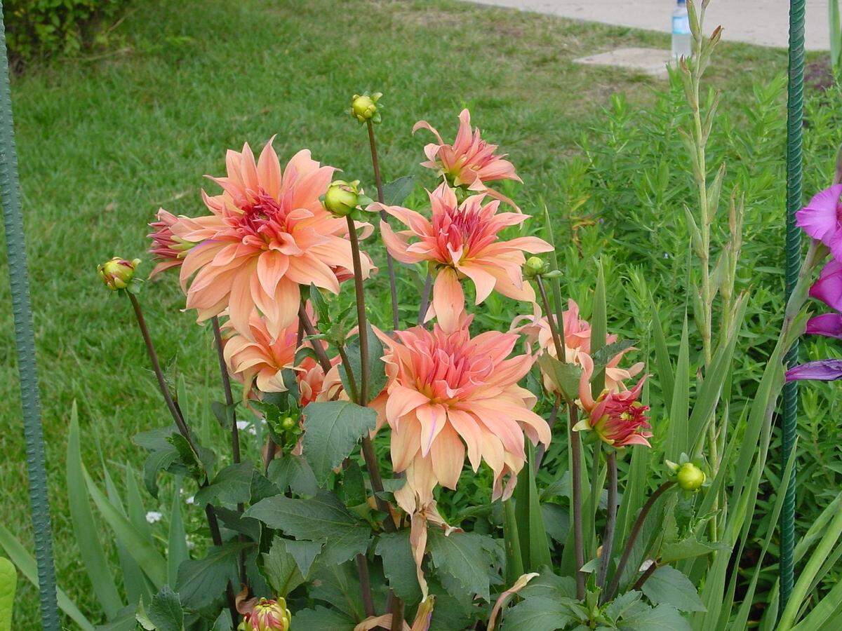 Your dahlias will live to splash color in next year’s garden if you dig up the bulbs before a hard freeze.