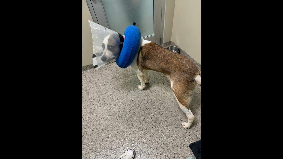 Sandor had to have his tail surgically removed after destroying it.