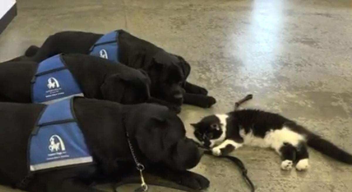 The ASPCA has named a cat named D-O-G from St. Louis its Cat of the Year.  He works with dogs being trained to be service animals by Duo Inc. of St. Louis.