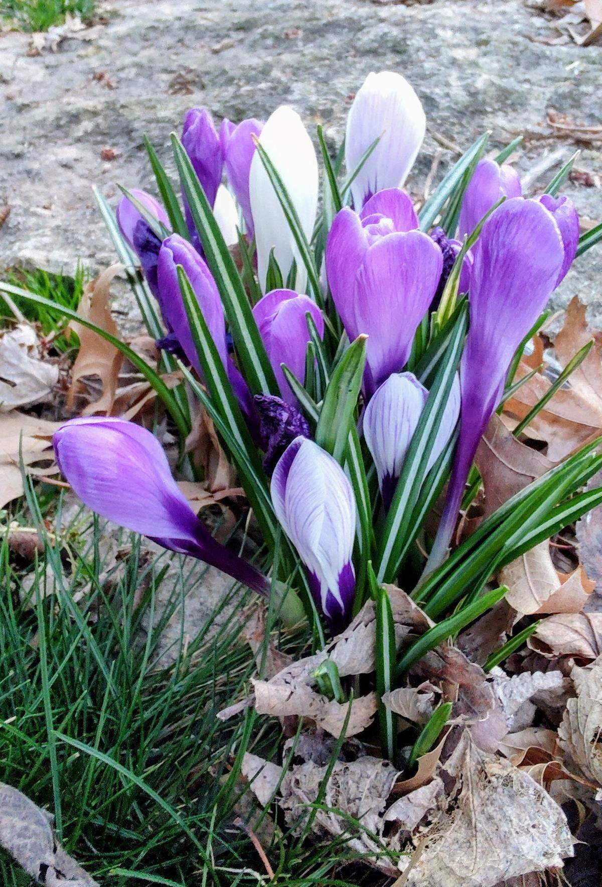 Crocus preparing to bloom.