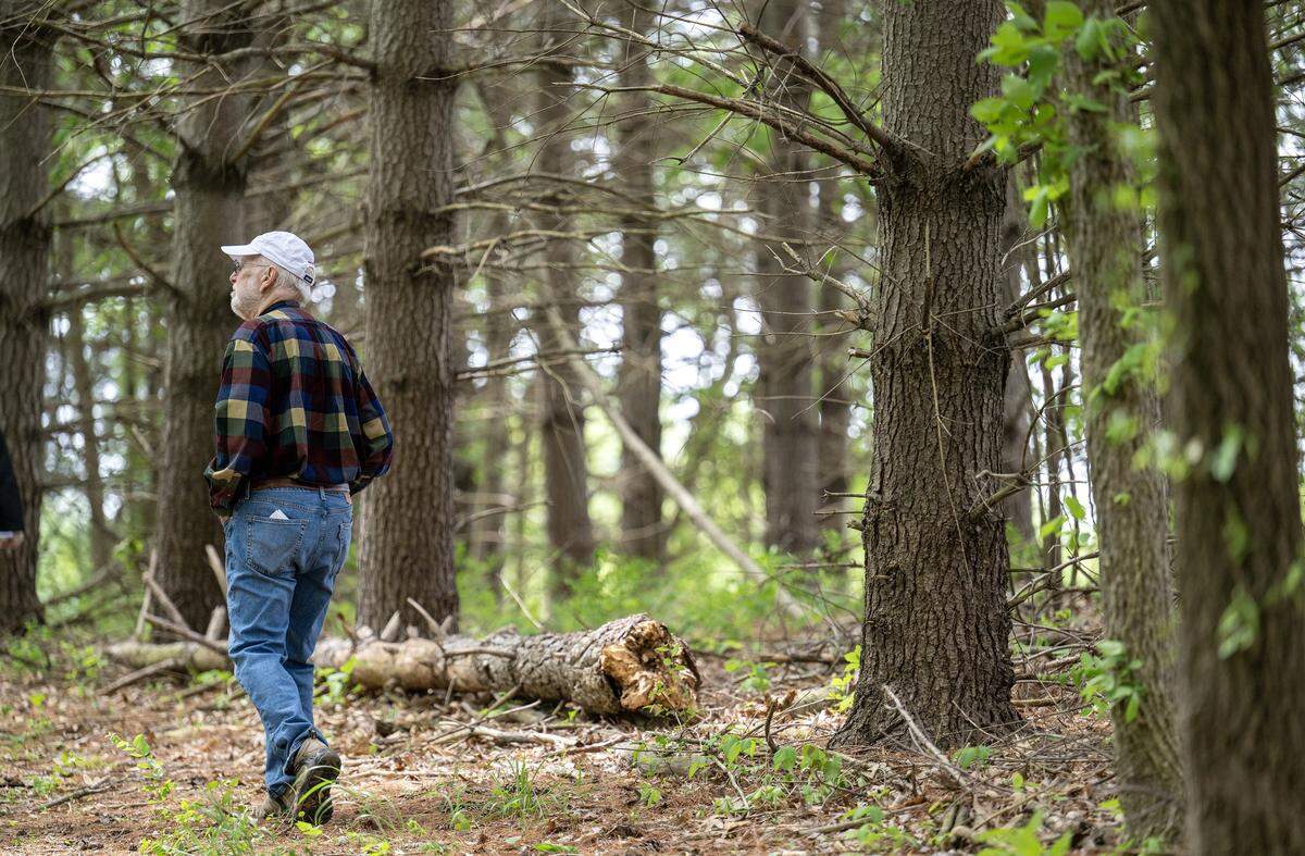 Bob Berkebile, the Kansas City-based architect behind the Heart Forest project, walks through the eight acre stand of trees on Wednesday, May 6, 2026, in Kansas City. Volunteers are working to rejuvenate the heart-shaped with trails, a seating area and signage, ahead of the World Cup.