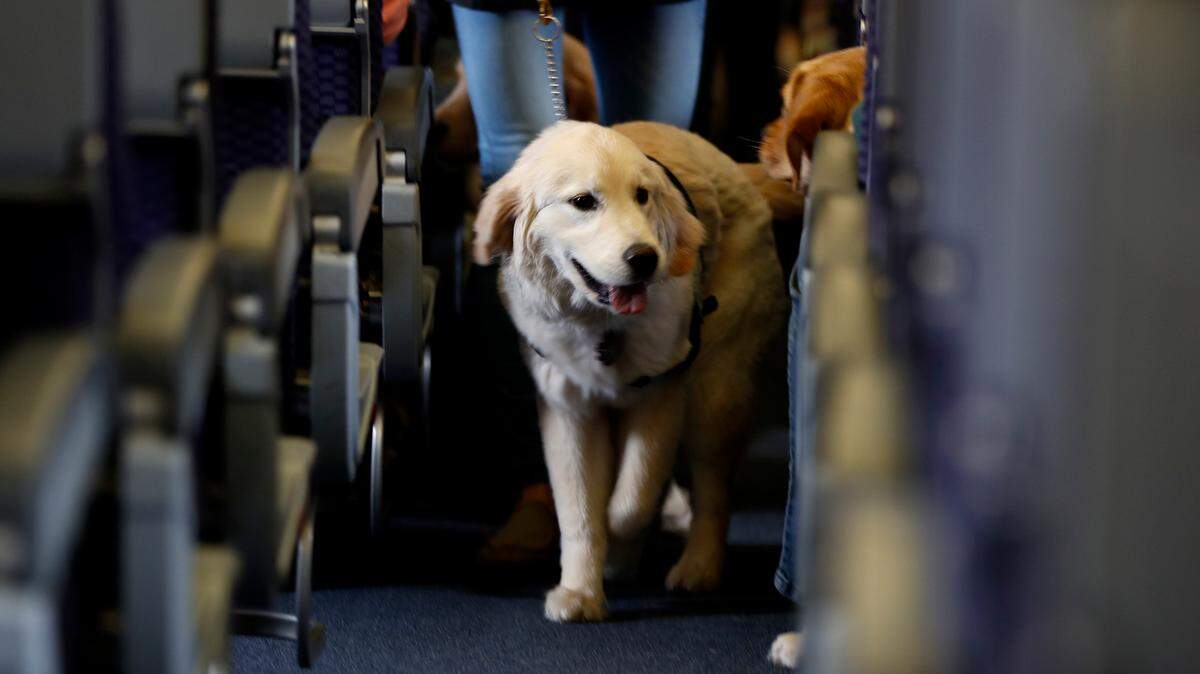 A dog is seen boarding a plane in this file photo. Here’s what to know about service dogs and how they differ from emotional support animals and therapy dogs. (AP Photo/Julio Cortez)