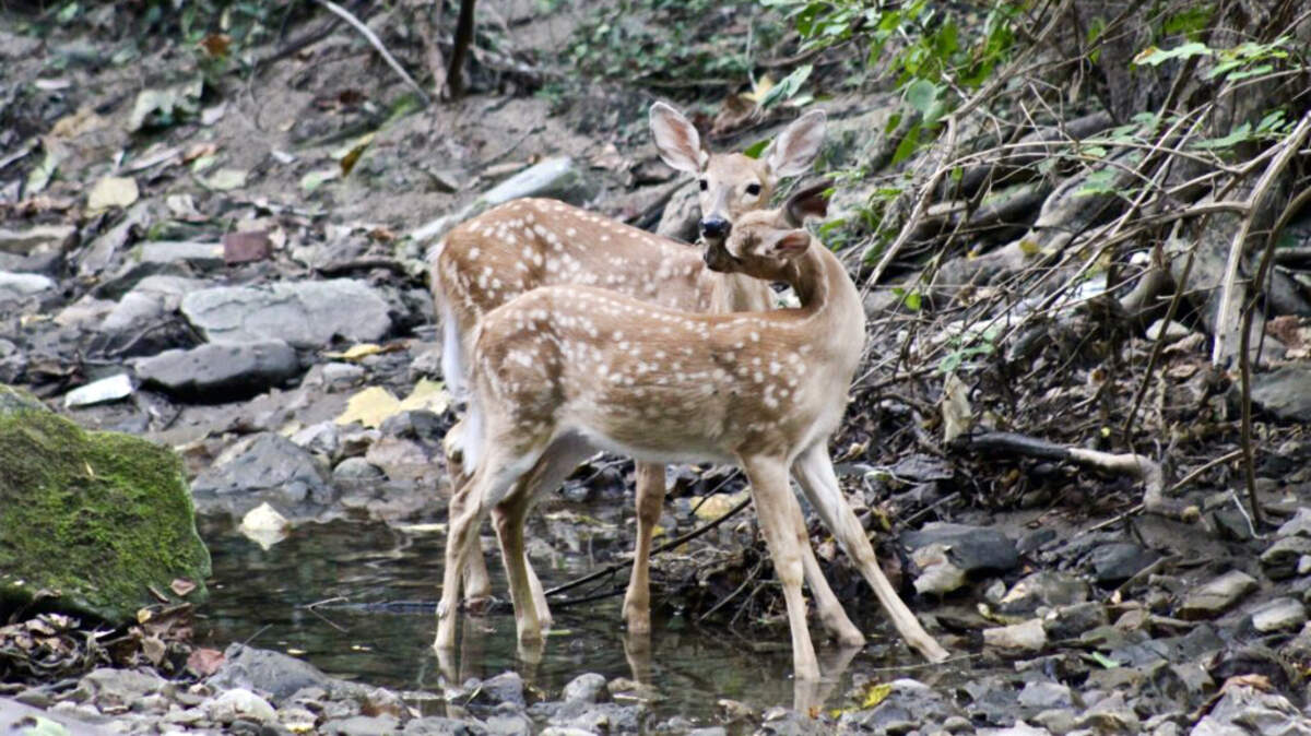 The numbers of anglers and hunters is stagnating, but wildlife viewing is growing.
