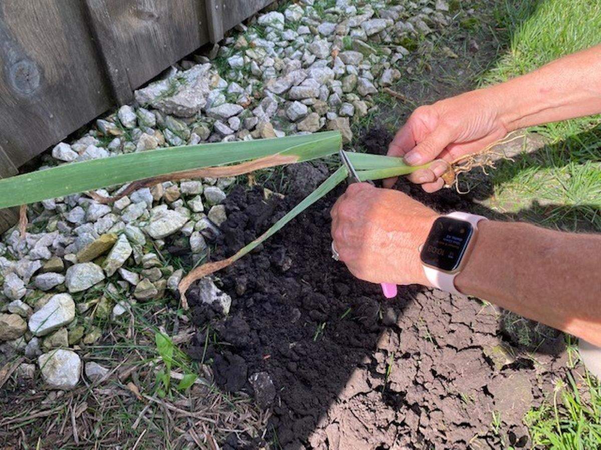When replanting, leaves can be cut back by one-half to make the plant more manageable.