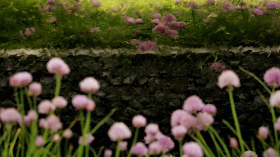 A backyard garden with purple flowers.