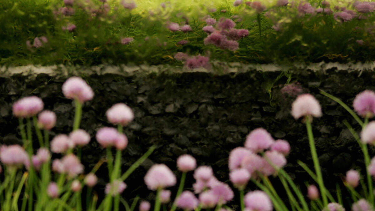 A backyard garden with purple flowers.