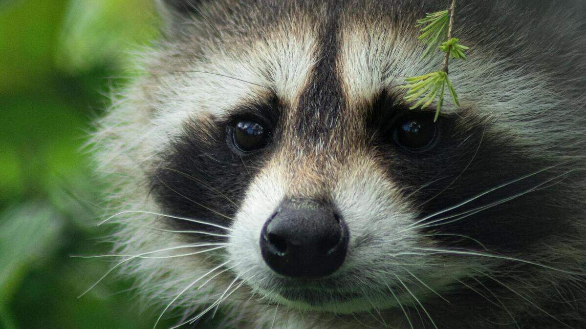 File photo of a raccoon. Officials in Missouri said a 35-pound raccoon was hunted in Worth County.