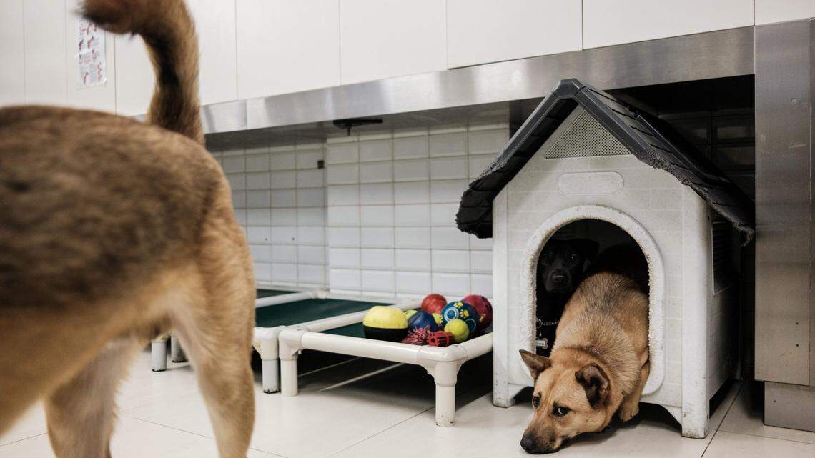 9 Common Houseplants That May Be Quietly Putting Pets at Serious Risk Indoors