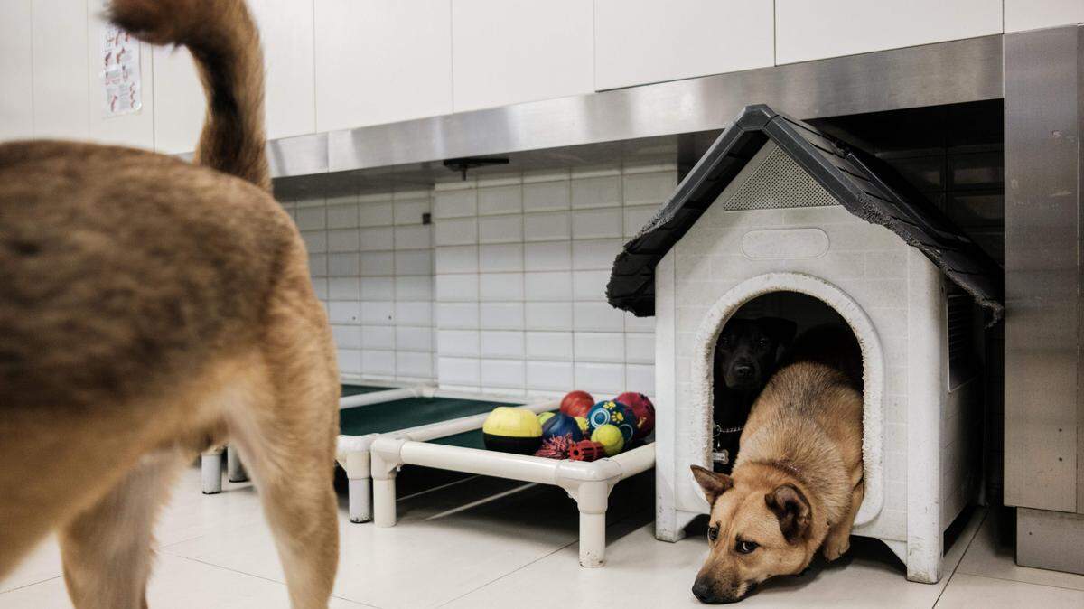 Two dogs in a shelter. (Photo by Anthony WALLACE / AFP) (Photo by ANTHONY WALLACE/AFP via Getty Images)