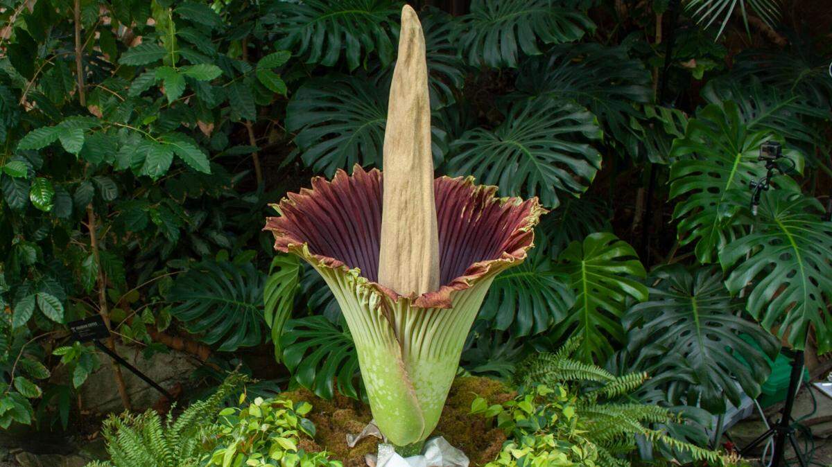 Frederik Meijer Gardens & Sculpture Park in Grand Rapids Township, Michigan waited 18 years for a rare plant known as a “corpse flower” to bloom in its gardens. It reached its peak on Thursday, July 12, 2018.