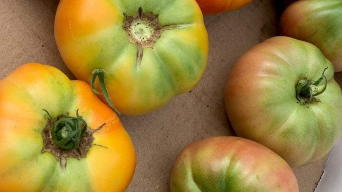 Before the first frost, pick those green tomatoes. If they’re mature enough, many will ripen on the counter, or if carefully stored.