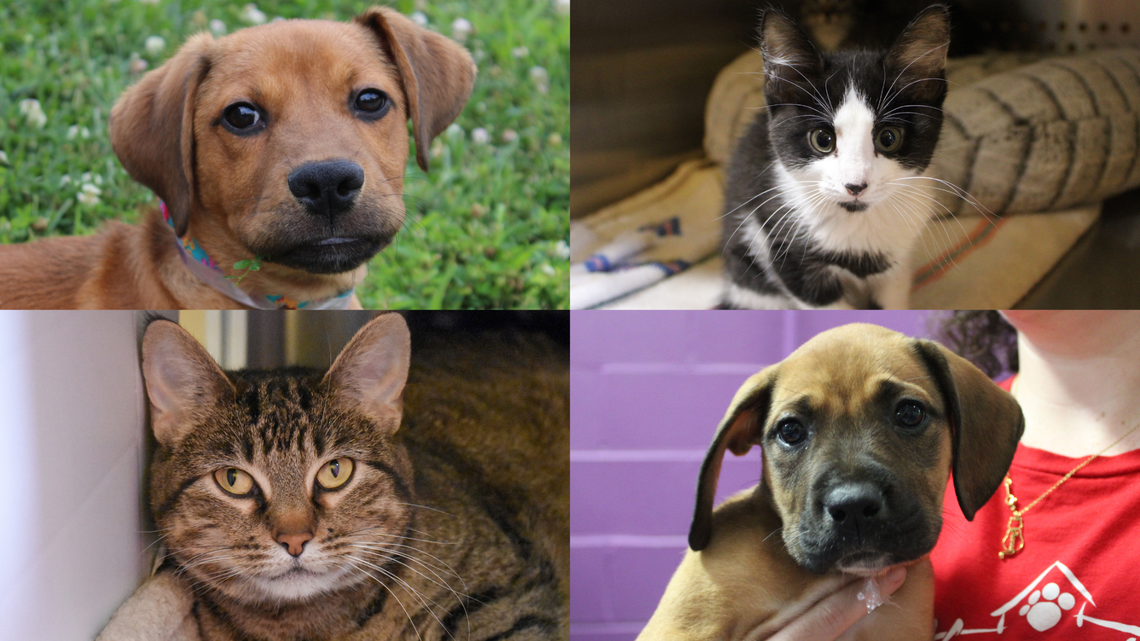 Some of the adoptable pets from Wayside Waifs that are available for $25 include: Leonardo (top-left), a 5-month-old male mixed breed dog; Bell (top-right), a 2-month-old domestic shorthair cat; Kiara Jane (bottom-left), a 6-year-old domestic shorthair cat; and Bridget (bottom-right), a 2-month-old female hound.