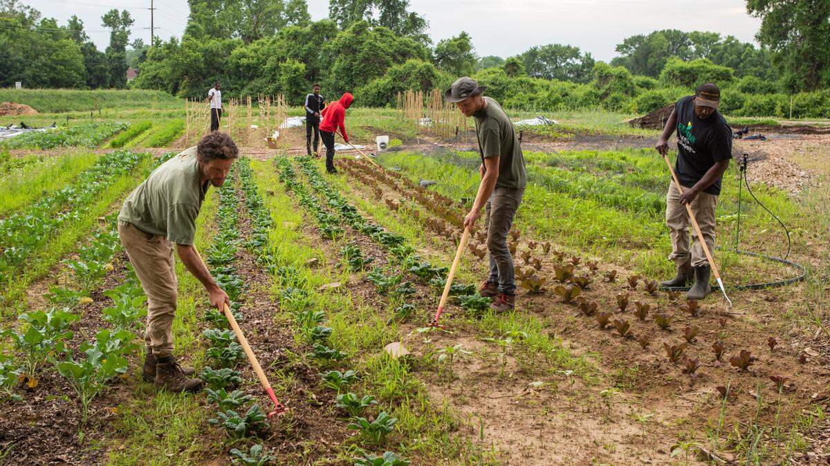 Food insecurity linked to gun violence. In St. Louis, Black farmers work on a solution