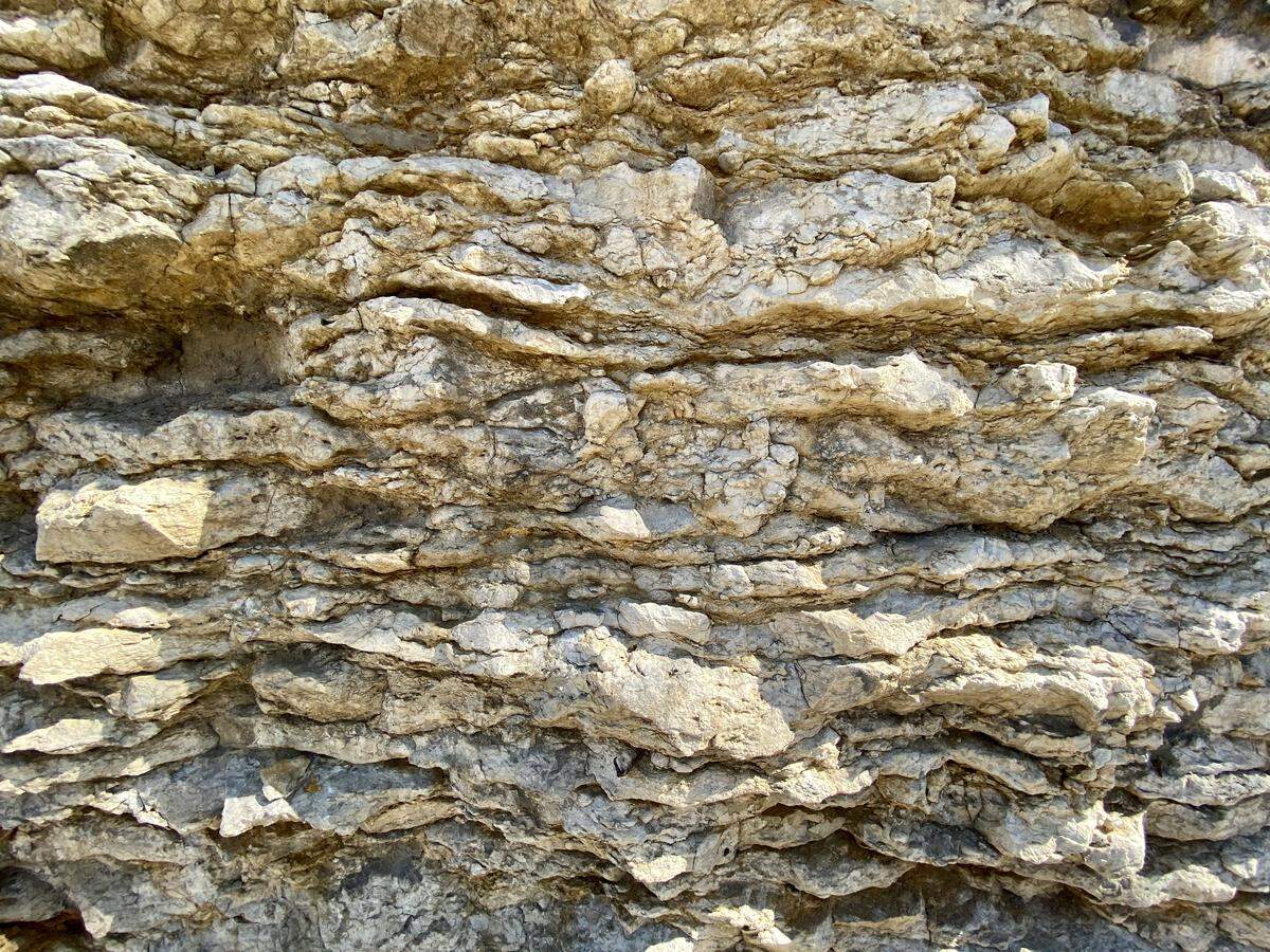 Closeup of Argentine Limestone exposed along Grand Boulevard.