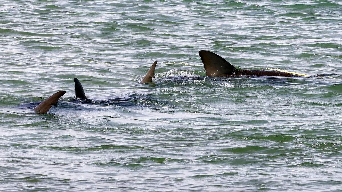 This Large Shark Was Alive Before the American Revolution
