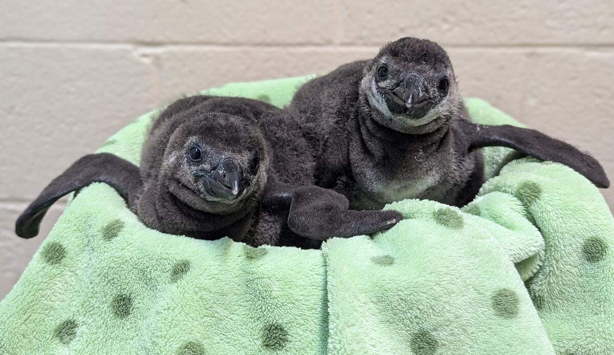 A pair of critically endangered African penguin chicks hatched at a Michigan zoo, but they need names. 