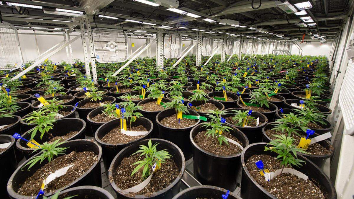 Carroll County Cannabis Company in Carrollton, Missouri, grows pot that’s sold legally in Kansas City and elsewhere.