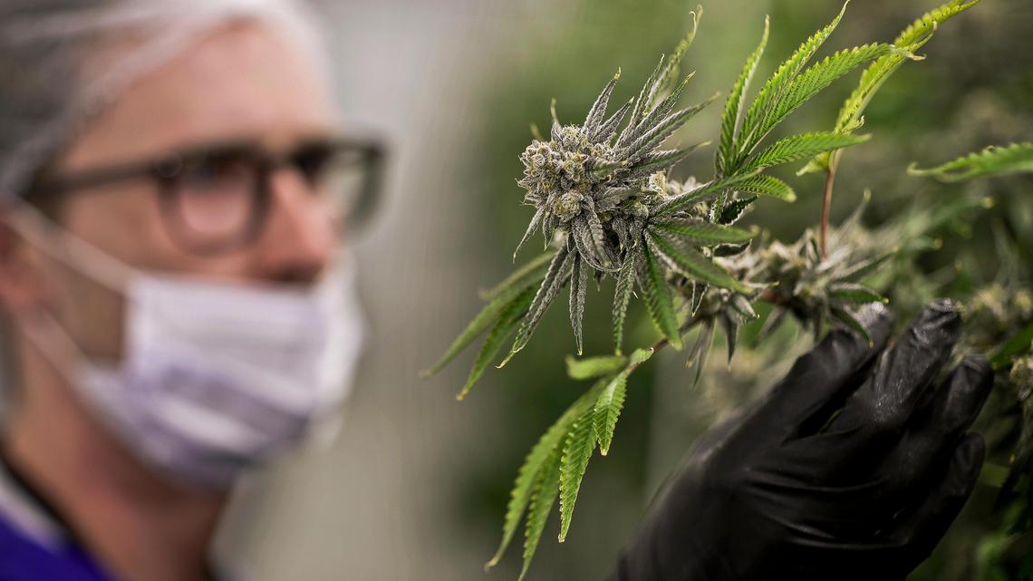 Legislation that would legalize medical marijuana has advanced in the Missouri Legislature. Meanwhile, three groups are gathering signatures to force public votes on their own plans. In this 2017 file photo, a worker looks at a marijuana plant at a cultivation operation in Las Vegas.