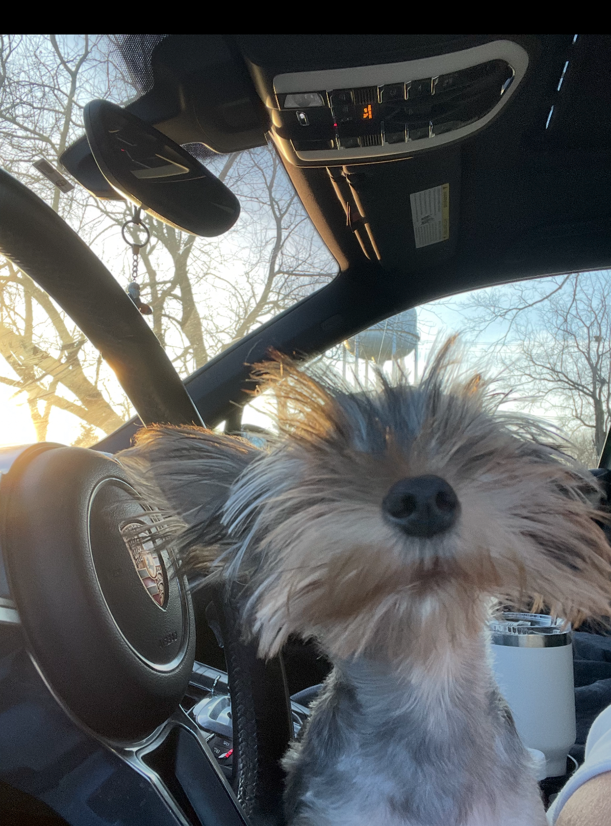 Teddy is a 1-year-old Yorkie from Shawnee and the winner of The Star’s cutest pet contest.
