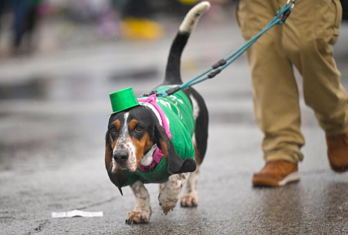 A member of the KC Bassett Brigade walked in the 2023 Brookside St. Patrick’s Day Warm-Up Parade on Saturday March 11, 2023 in Kansas City.