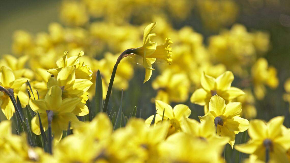 Easter is a good time to consider ‘newness’ in our lives | Opinion