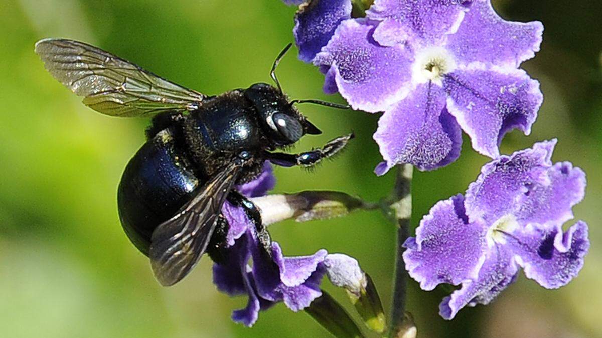 Carpenter bees don’t get as much attention as honeybees, but they’re essential to cross-pollinate plants in Missouri and Kansas.