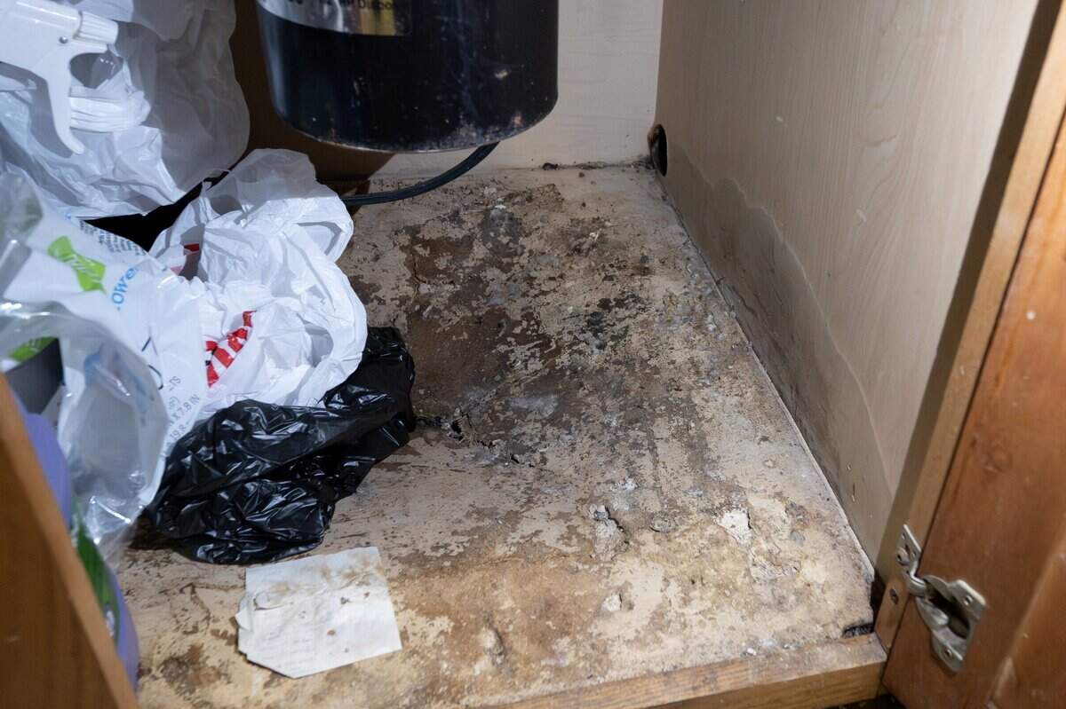Water damage and mold spots are visible around a hole beneath the kitchen sink in Mikayla Daniels' apartment at Sage Crossing Apartments on Wednesday, Sept. 17, 2025, in Lee's Summit.