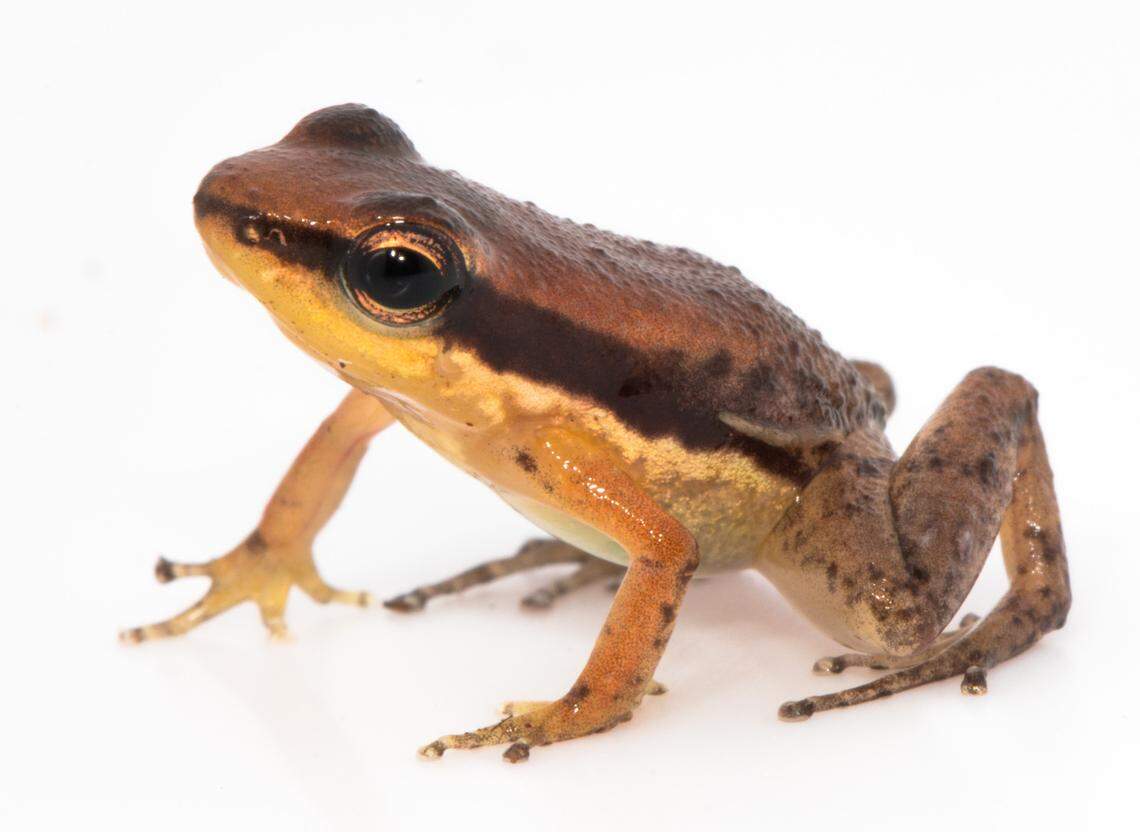 Photo shows an Allobates ripicolus frog when it’s not actively calling.