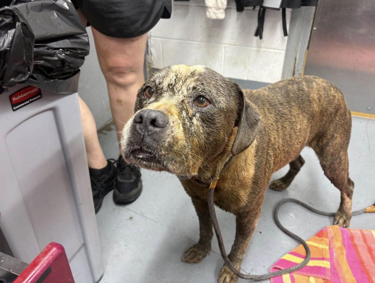 Brisket the dog was rescued by Kansas City, Kansas Fire Department on July 4, 2026 after falling into a well.