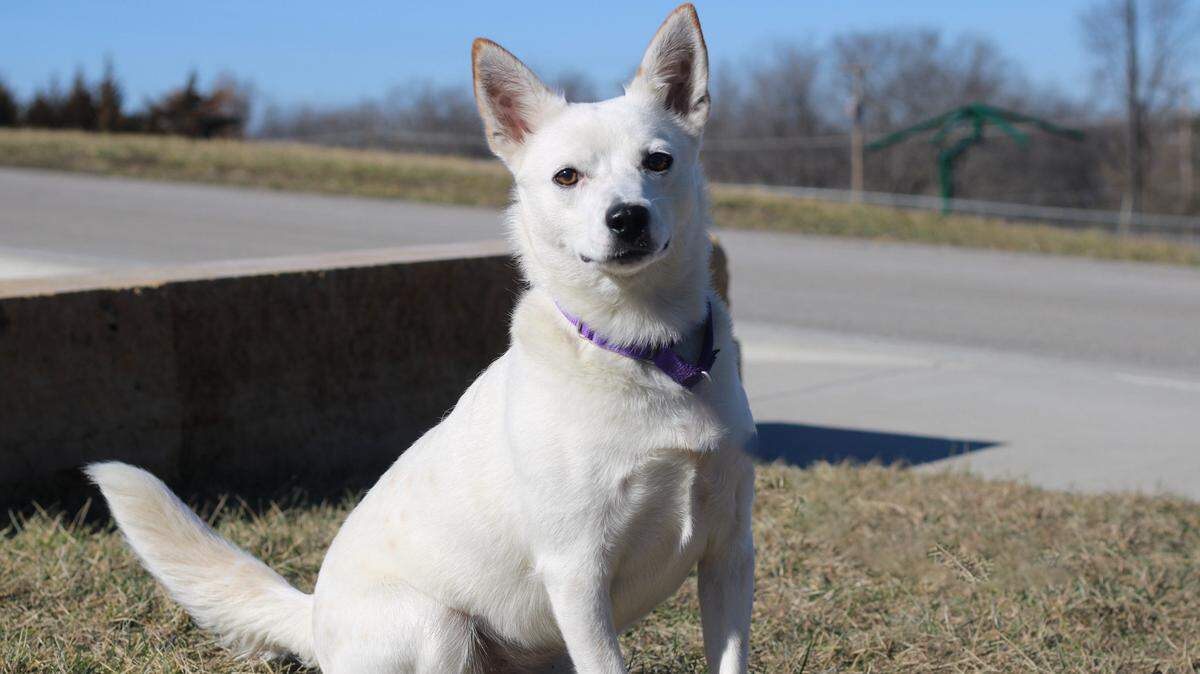 Juno