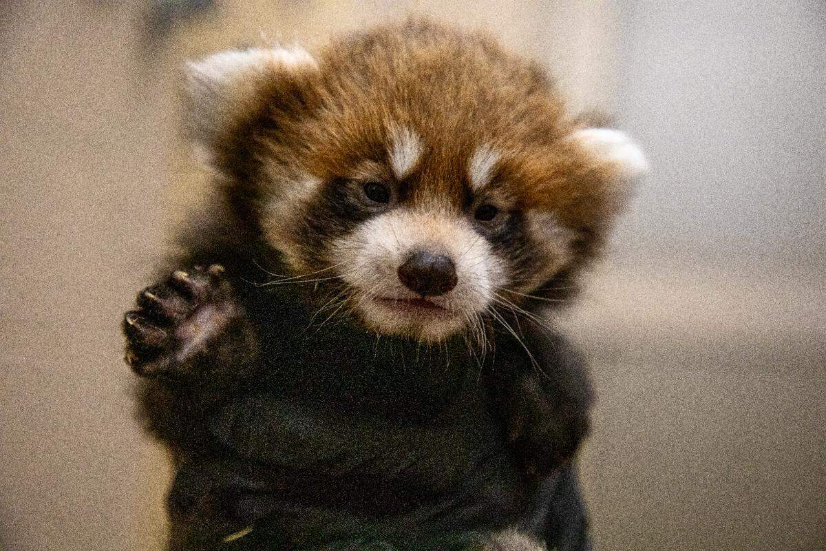 It is rare for a mother to successfully raise triplet red pandas, according to the zoo.