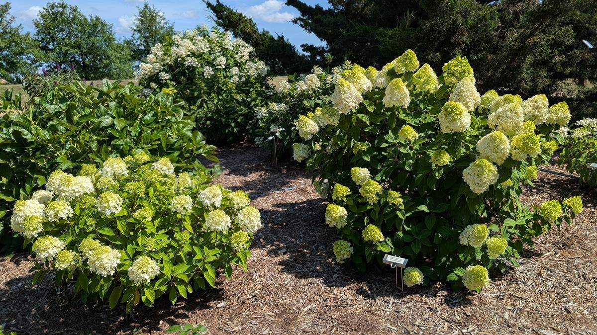 A hydrangea paniculata ‘Little Lime Punch’ in the Johnson County Extension office’s Garden Gallery Demonstration Garden.