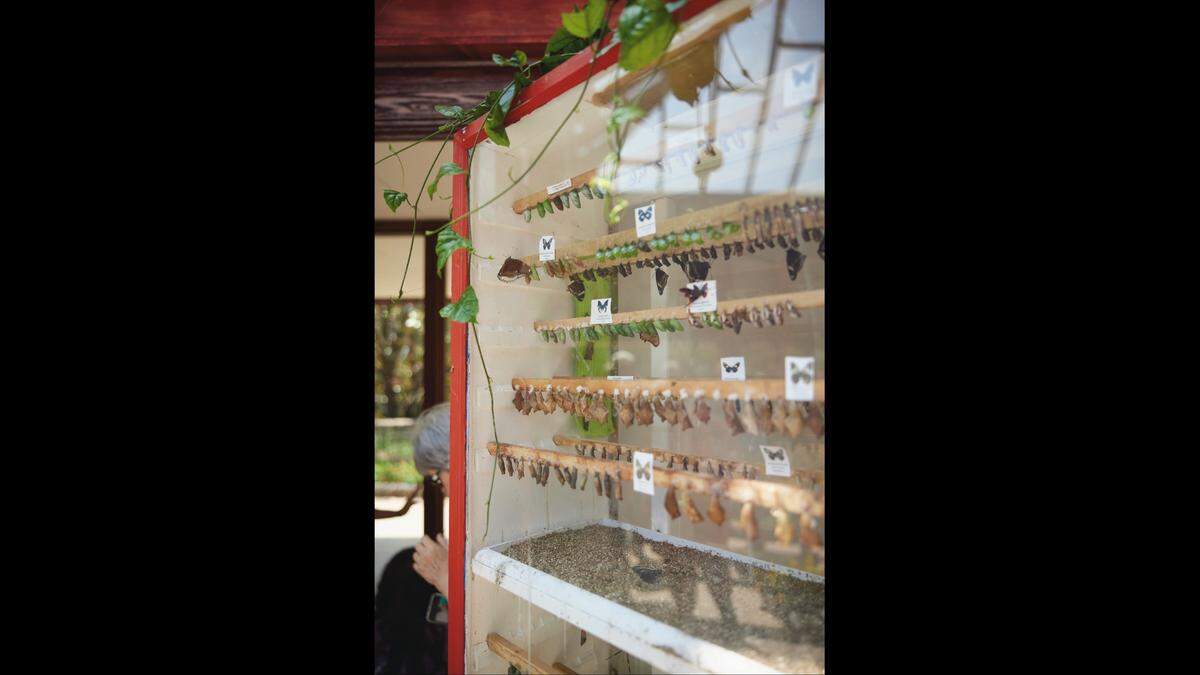 In the Conservatory at Powell Gardens an “emergence chamber” displays the newest moths or butterflies drying their wings before flight.