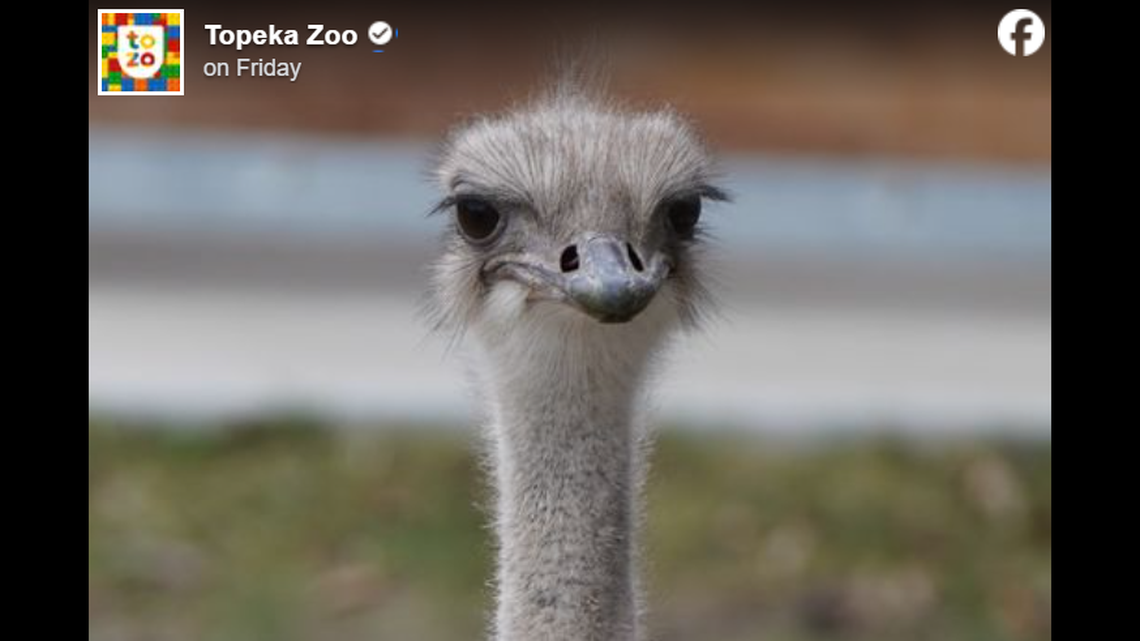 Karen, an ostrich at a zoo in Topeka, Kansas, died after swallowing an employee’s keys, officials said.