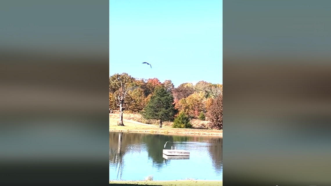 A bald eagle hunts an American coot as a great blue heron provides warning calls, Missouri wildlife officials said.