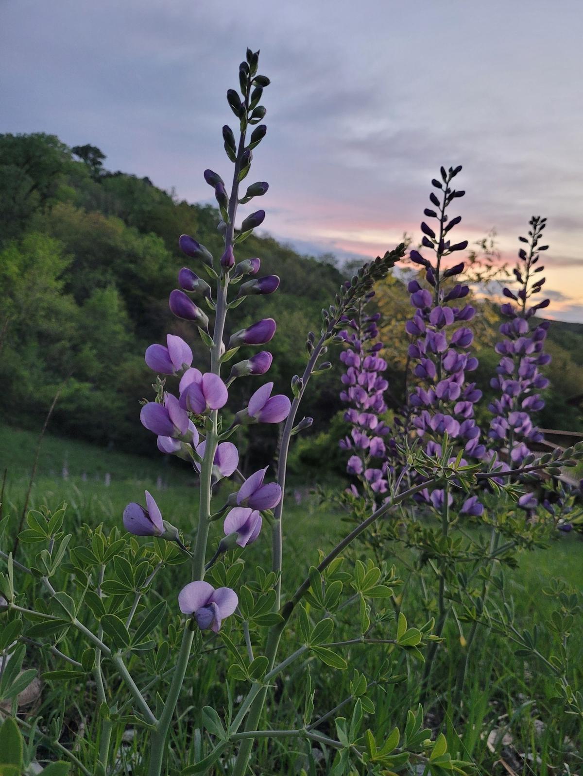 “False Indigo is a native Kansas Prairie plant that graces the Flint Hills where I am PRIVILEGED to live,” said Coleen Brown.